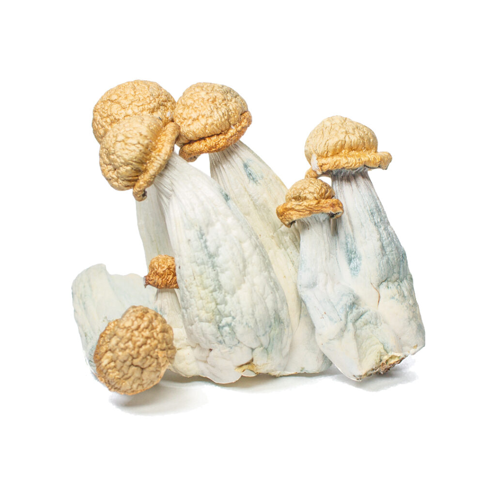 Buy Melmac PE Magic Mushrooms Online