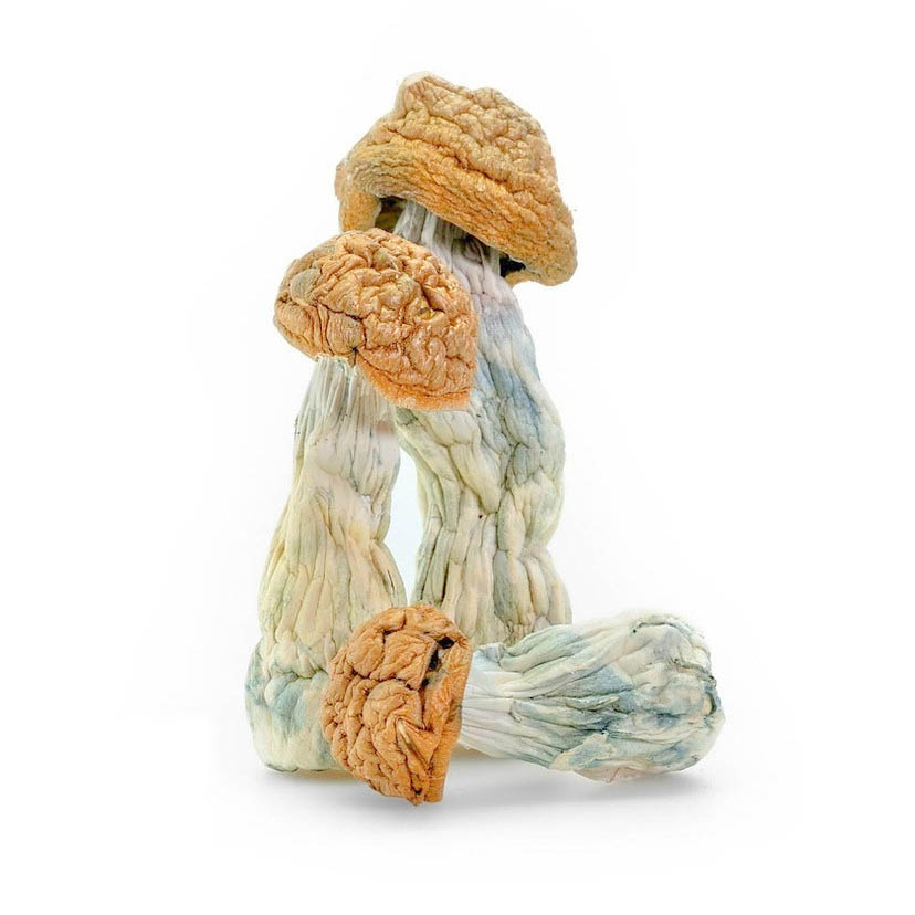 Penis Envy - Magic Mushrooms