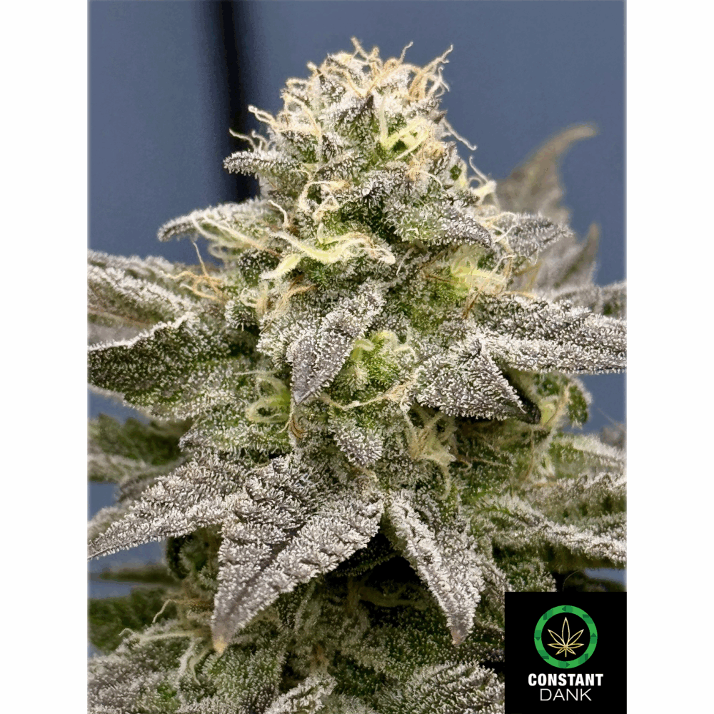 Constant Dank - Butchers Breath (12 Regular Seeds)