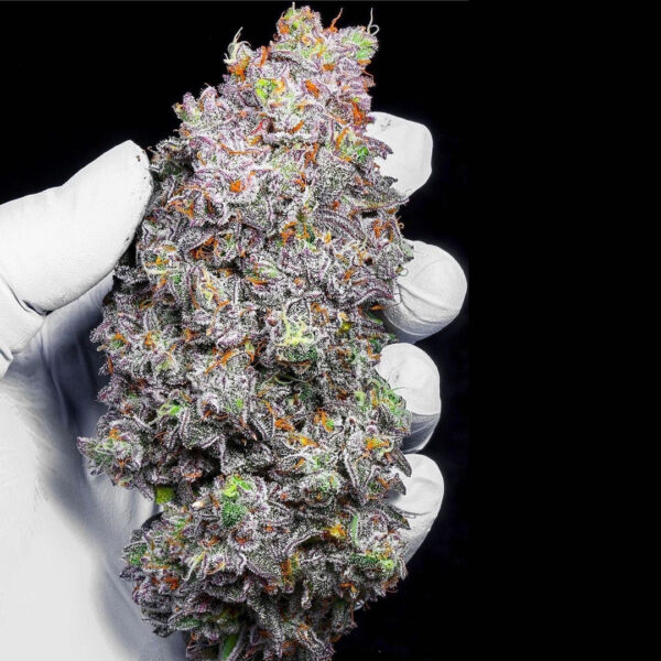 Lit Farms - Champagne Showers (15 Regular Seeds) - Image 2