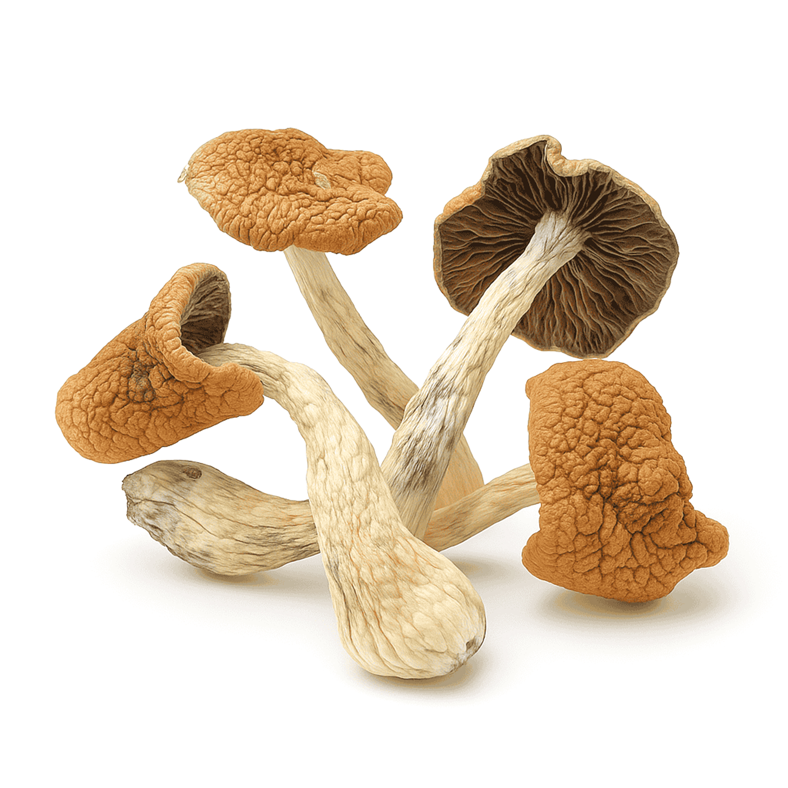 Golden Teachers - Magic Mushrooms